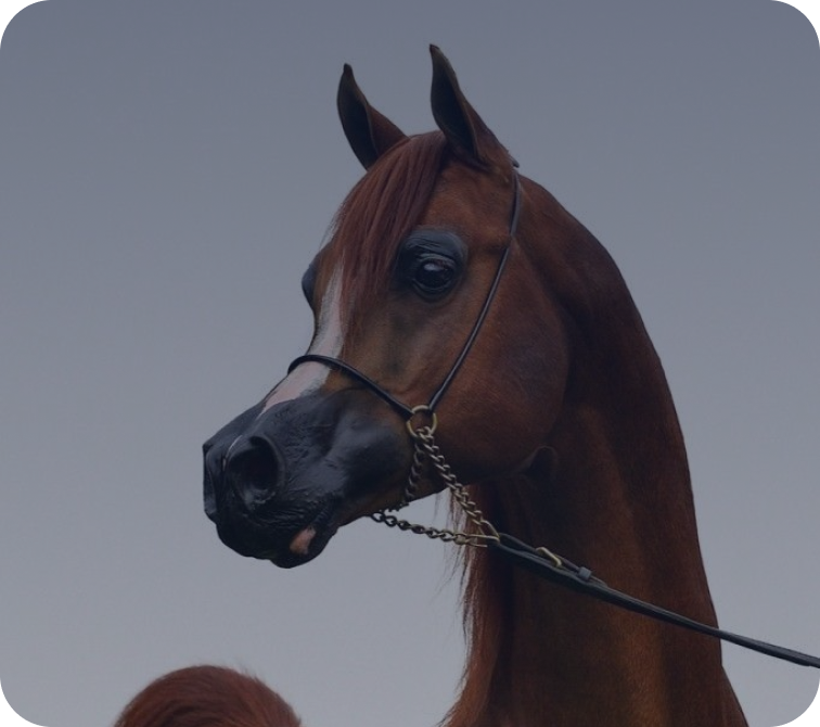 Brown Arabian horse