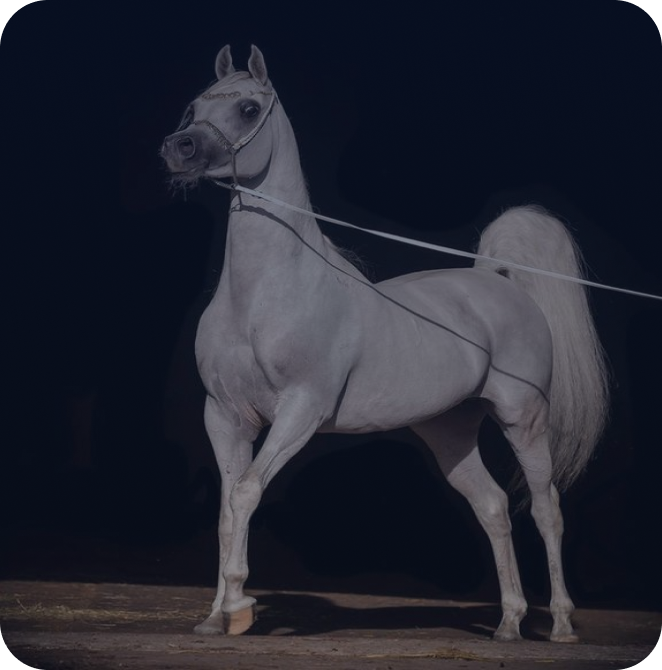 White Arabian horse