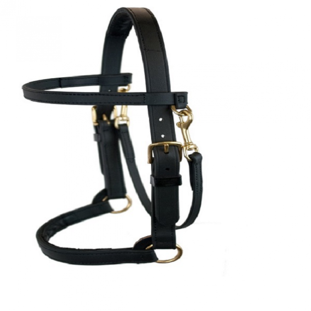 Professional American Training Halter with Ball Bearings over Nose and Crown