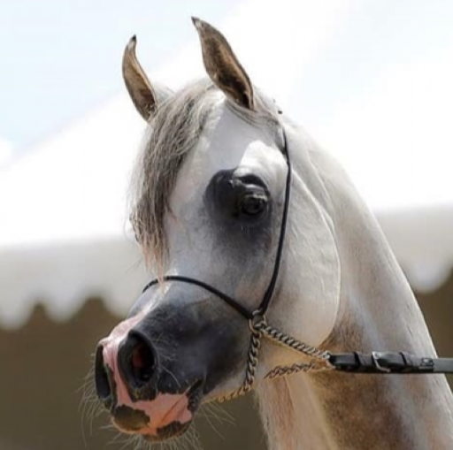France Show Halter