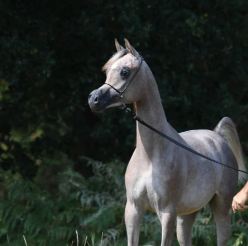 France Show Halter