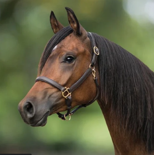 Leather Halter